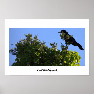 Boat-tailed Grackle Poster