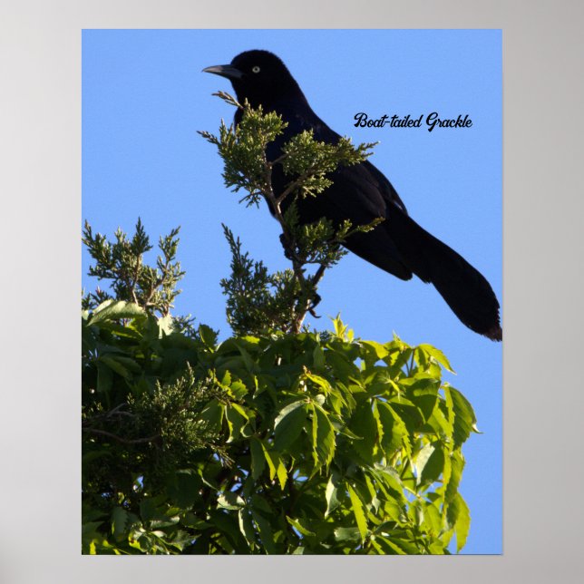 Boat-tailed Grackle Poster (Front)