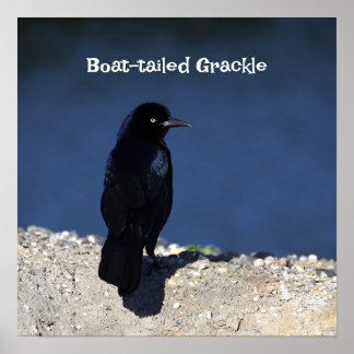 Boat-tailed Grackle Poster