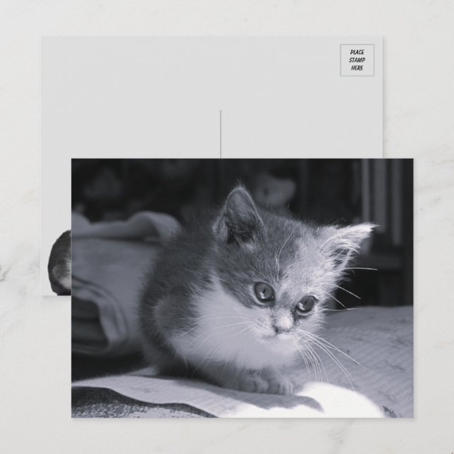Bob in Thought - Black & White Cat  Postcard (Front/Back)