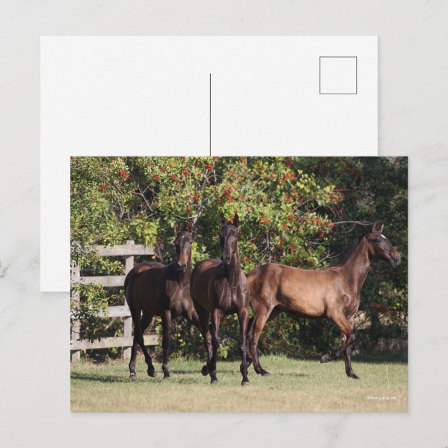 Bob Langrish | 3 Andalucian Youngsters Standing Postcard (Front/Back)