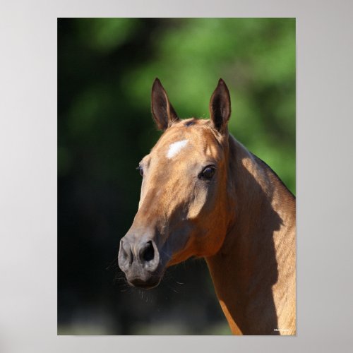 Bob Langrish  Akhal Teke Headshot Poster