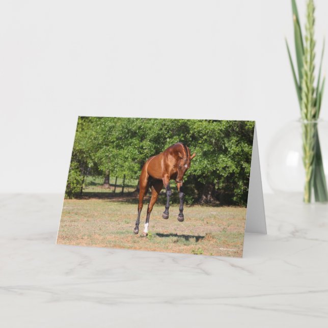 Bob Langrish | Akhal Teke Stallion Leaping Card (Front)