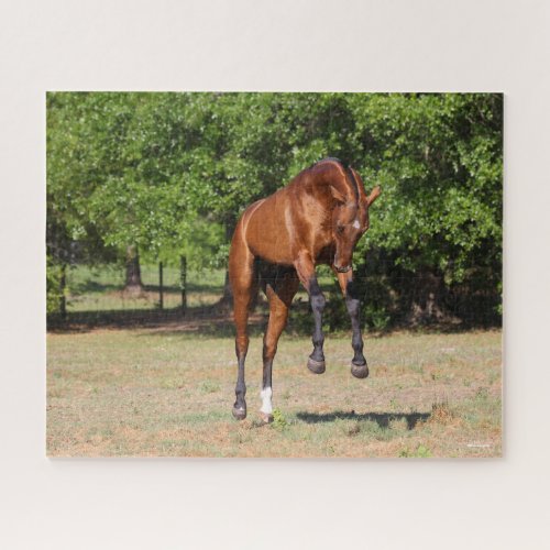 Bob Langrish  Akhal Teke Stallion Leaping Jigsaw Puzzle