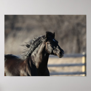 Bob Langrish   Andalucian Headshot Mane Flowing Poster