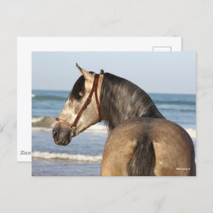 Bob Langrish   Andalucian Stallion Headshot Sea Postcard