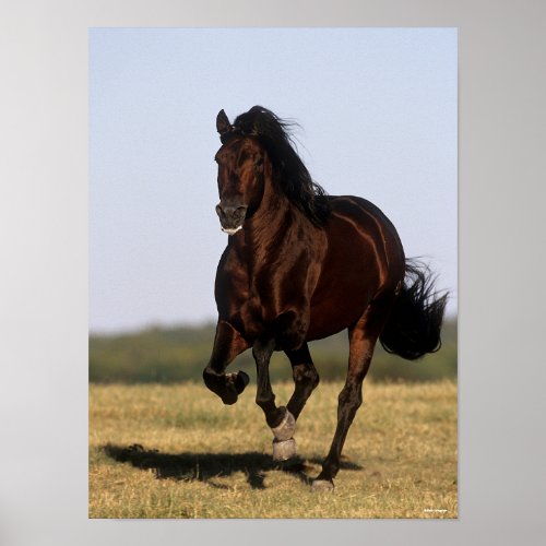 Bob Langrish  Andalucian Stallion Running Poster