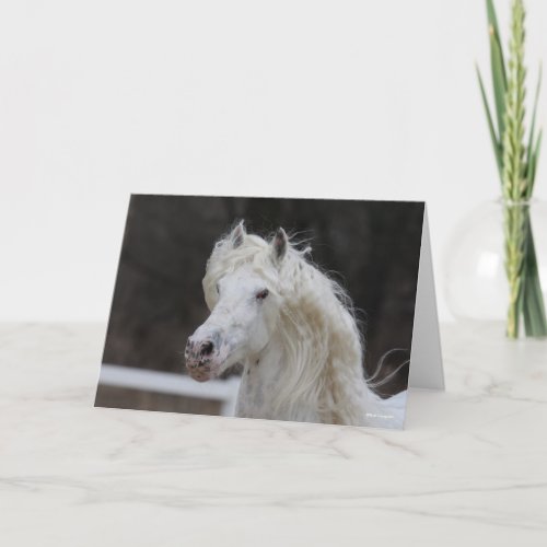 Bob Langrish Appaloosa Friesian Stallion Headshot Card