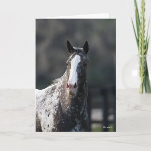 Bob Langrish   Appaloosa Headshot Card