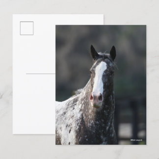 Bob Langrish | Appaloosa Headshot Postcard