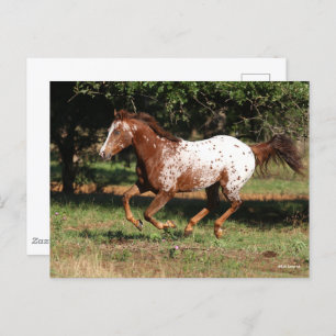 Bob Langrish Appaloosa Horse Running Postcard