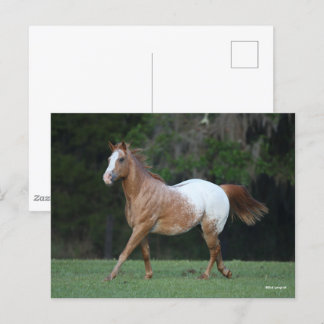 Bob Langrish | Appaloosa Horse Running Postcard
