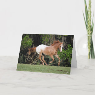 Bob Langrish Appaloosa Running Card