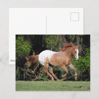 Bob Langrish | Appaloosa Running Postcard