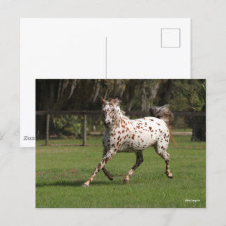 Bob Langrish | Appaloosa Running Postcard