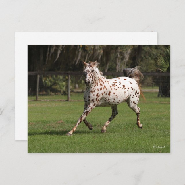 Bob Langrish | Appaloosa Running Postcard (Front/Back)