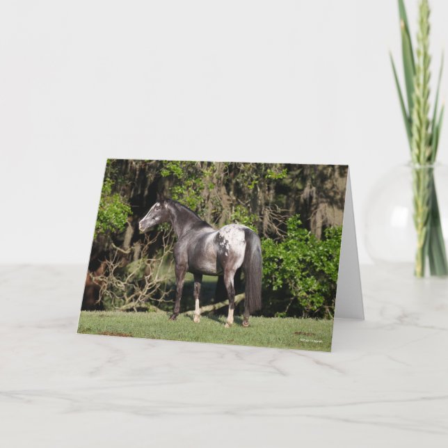 Bob Langrish | Appaloosa Standing Card (Front)