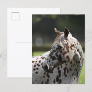 Bob Langrish | Appaloosa Standing Headshot Postcard