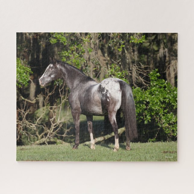 Bob Langrish | Appaloosa Standing Jigsaw Puzzle (Horizontal)