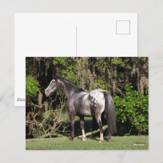 Bob Langrish | Appaloosa Standing Postcard