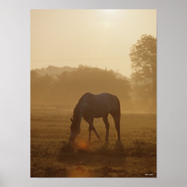 Bob Langrish | Arab Grazing At Sunset Poster (Front)