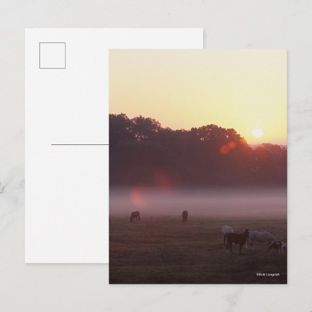 Bob Langrish | Arab Horses Grazing at Sunrise Postcard (Front/Back)