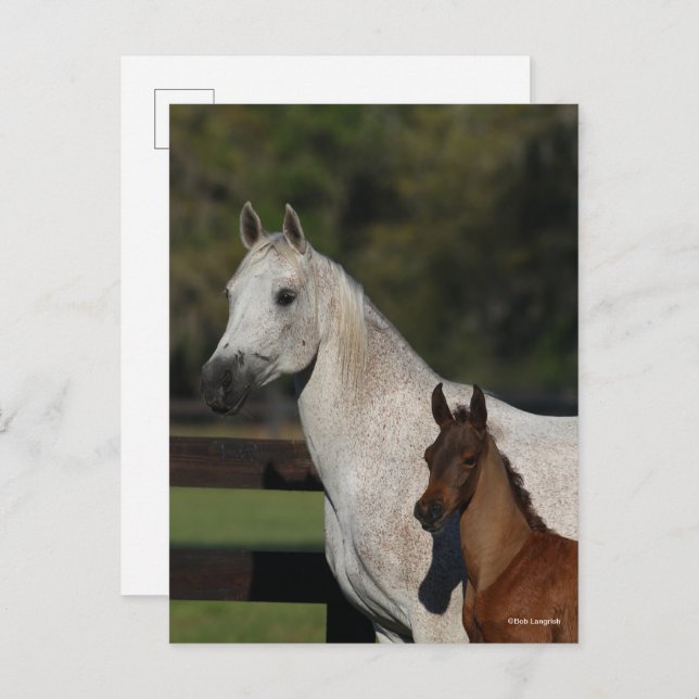 Bob Langrish | Arab Mare and Foal headshot Postcard (Front/Back)