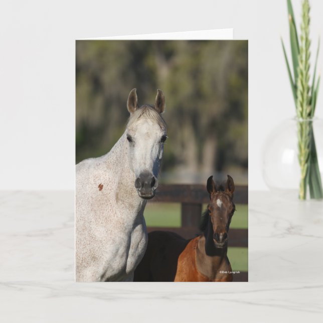 Bob Langrish Arab Mare and Foal Standing Headshot Card (Front)