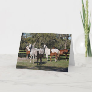 Bob Langrish Arab Mares and Foals Standing Card