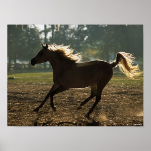 Bob Langrish Arab Running Backlit Poster