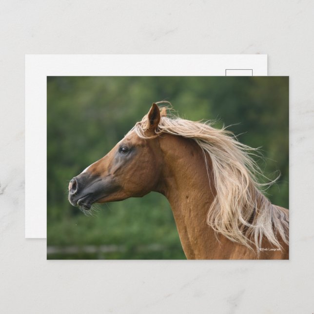 Bob Langrish | Arab Stallion headshot Mane Flowing Postcard (Front/Back)