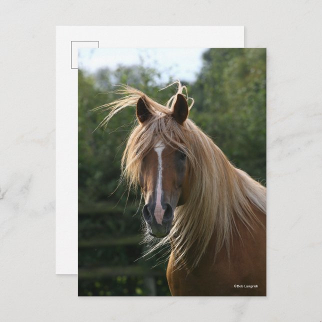 Bob Langrish | Arab Stallion Headshot Postcard (Front/Back)