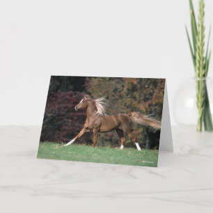 Bob Langrish Arab Stallion Mane and Tail Flowing Card