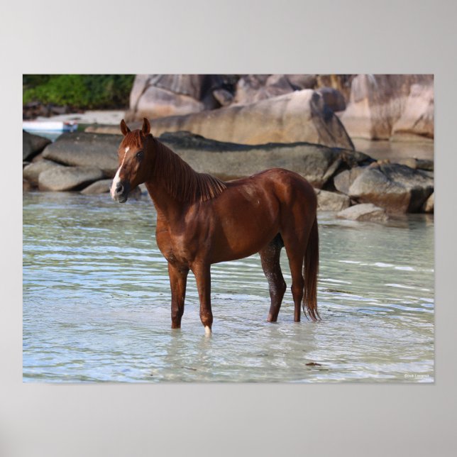 Bob Langrish | Arab Stallion Standing In Water Poster (Front)