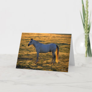 Bob Langrish Arab Standing Backlit Card