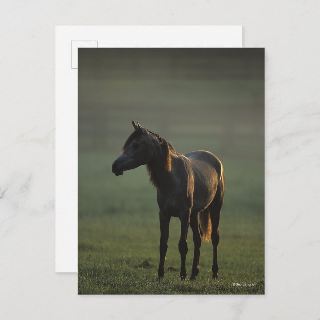 Bob Langrish | Arab Standing In Mist Backlit Postcard (Front/Back)