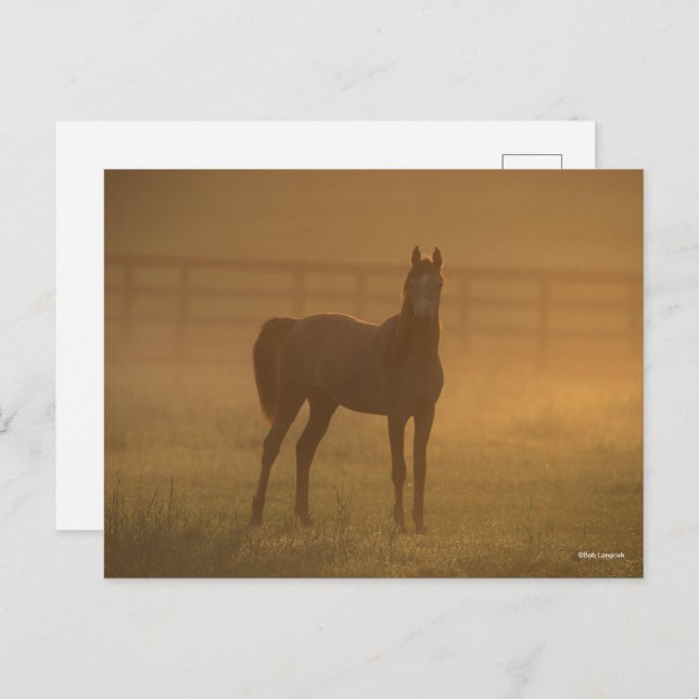 Bob Langrish | Arab Standing In Mist Postcard (Front/Back)