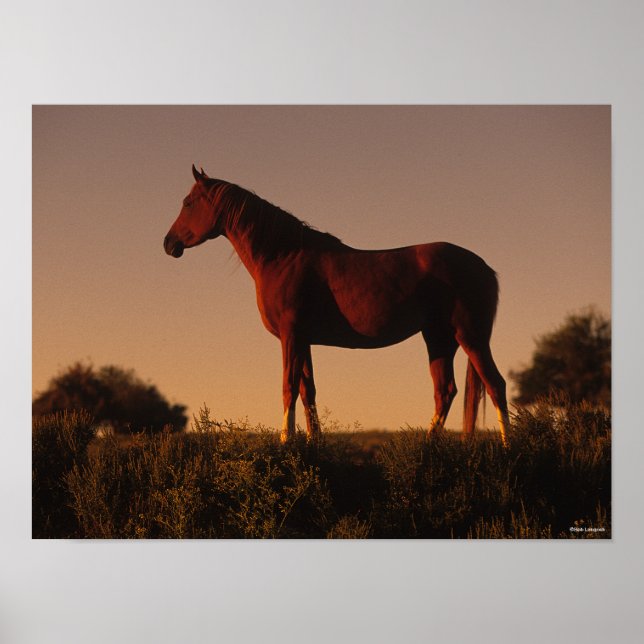 Bob Langrish | Arab Standing In Sunset Poster (Front)