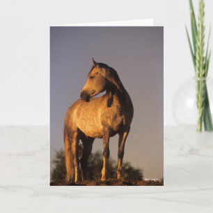Bob Langrish   Arab Standing On Hill At Sunset Card