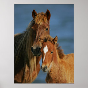 Bob Langrish   Banker Pony Mare and Foal Headshot Poster