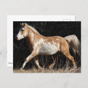 Bob Langrish Bashkir Curly Horse Stallion Walking Postcard