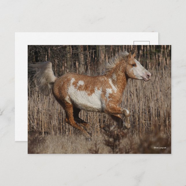 Bob Langrish | Bashkir Curly Stallion Running Postcard (Front/Back)