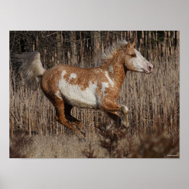 Bob Langrish | Bashkir Curly Stallion Running Poster (Front)
