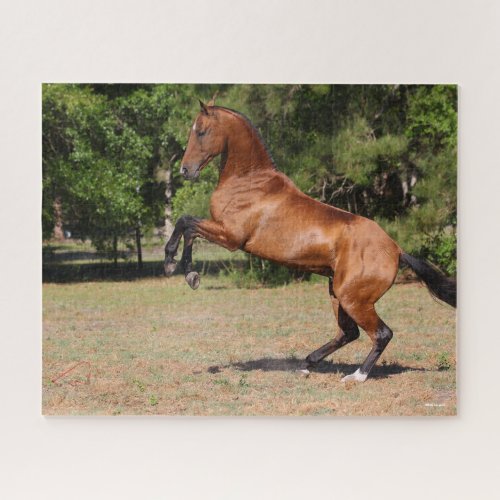 Bob Langrish  Bay Akhal Teke Stallion Rearing Jigsaw Puzzle