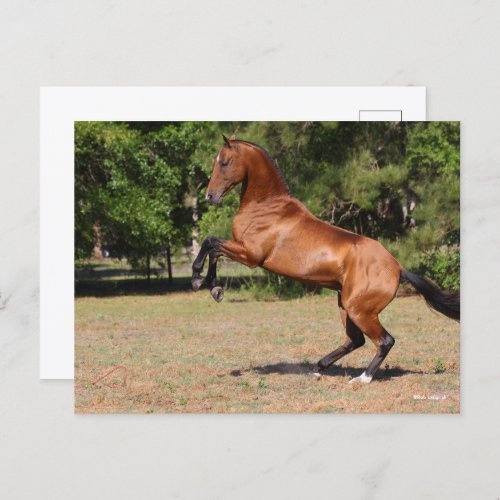 Bob Langrish  Bay Akhal Teke Stallion Rearing Postcard