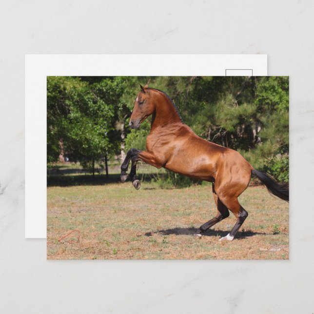 Bob Langrish | Bay Akhal Teke Stallion Rearing Postcard (Front/Back)