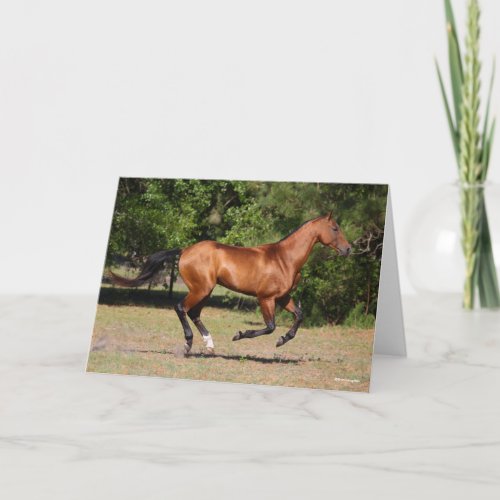 Bob Langrish  Bay Akhal Teke Stallion Running Card