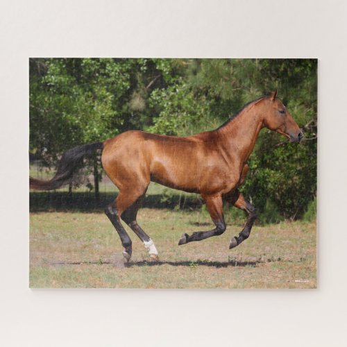 Bob Langrish  Bay Akhal Teke Stallion Running Jigsaw Puzzle