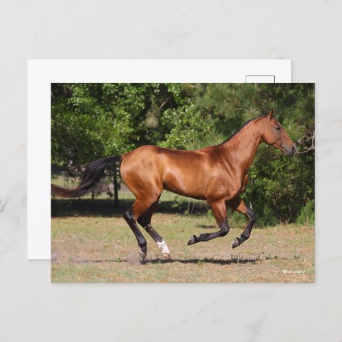 Bob Langrish  Bay Akhal Teke Stallion Running Postcard