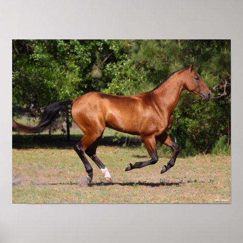 Bob Langrish  Bay Akhal Teke Stallion Running Poster